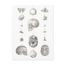  schedel en Botten Anatomie