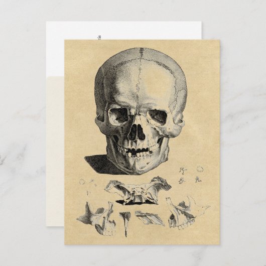 Schedel en kaakbeenderen briefkaart (Voorkant / Achterkant)