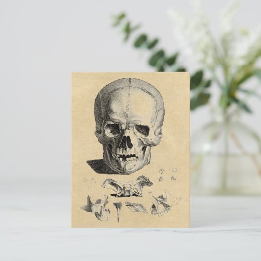 Schedel en kaakbeenderen briefkaart (Staand voorkant)