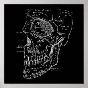 Schedel Gezicht Botten Anatomie Illustratie Oud Me Poster