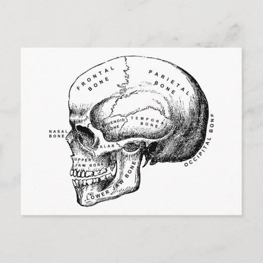 schedelprofiel herstellen briefkaart (Voorkant)