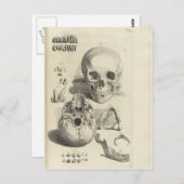  schedels briefkaart (Voorkant / Achterkant)