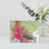 Scheepsbok op Briefkaart Dusty Miller (Staand voorkant)