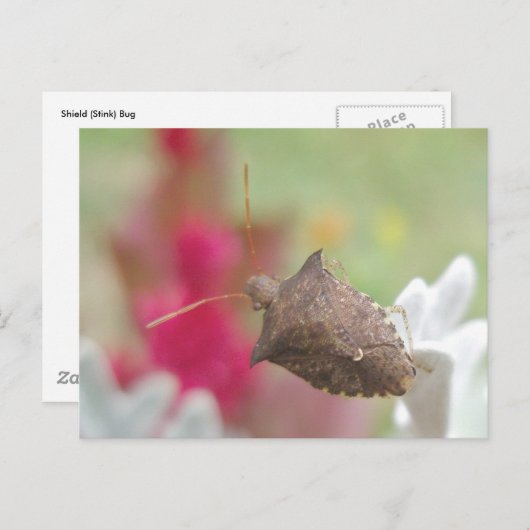 Scheepsbok op Briefkaart Dusty Miller (Voorkant / Achterkant)