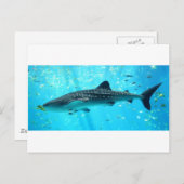 Scheepshaai zeewater Roze Blauwe Walvishaai Briefkaart (Voorkant / Achterkant)