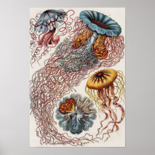 Scheepvaart - Poster Ernst Haeckel