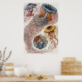 Scheepvaart - Poster Ernst Haeckel (Keuken)