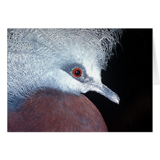 scheepvaartkroonduif (Voorkant Horizontaal)