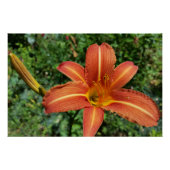 scheerlelie perfect poster (Voorkant)