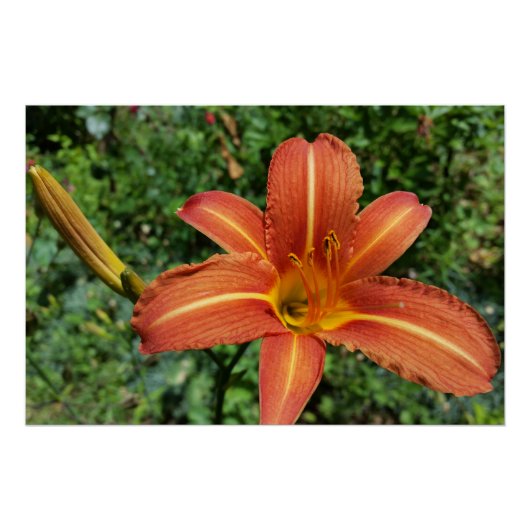 scheerlelie perfect poster (Voorkant)