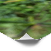 scheerlelie perfect poster (Hoek)