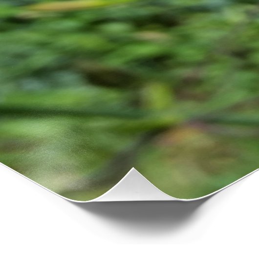 scheerlelie perfect poster (Hoek)