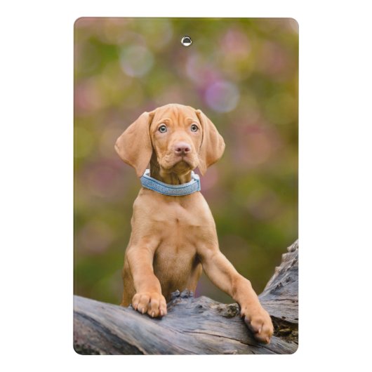 Scheerpups Hongaarse Vizsla Dog Puppy Photo // Mini Klembord (Achterkant)