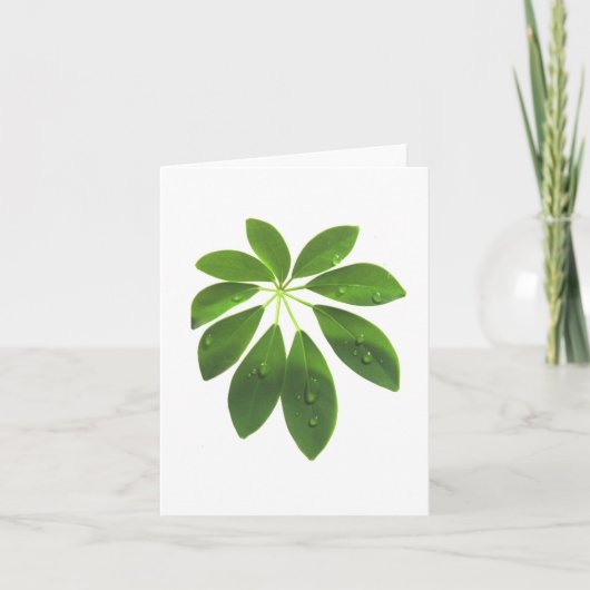 Schefflera-briefkaart Kaart (Voorkant)