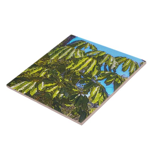 Schefflera Paraplu's Keramische Tegel Tegeltje (Zijkant)