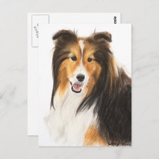 Scheldassen of schilderijen van Shetland Sheepdog Briefkaart (Voorkant / Achterkant)