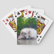 Schele kat