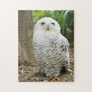 Schele Oog Uil Roofvogel Legpuzzel