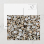 Schelp achtergrond briefkaart (Voorkant / Achterkant)