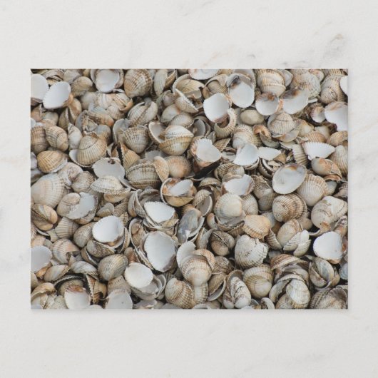 Schelp achtergrond briefkaart (Voorkant)