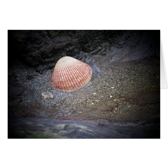 Schelp en Zand (Voorkant Horizontaal)