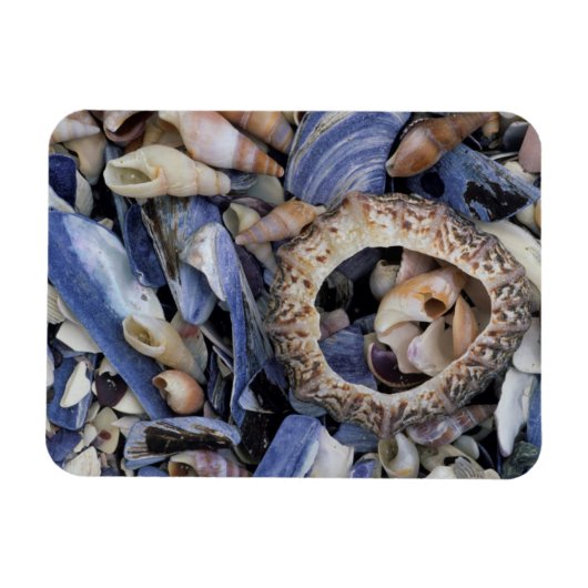 Schelp, Kaapstad, Westkaap Magneet (Horizontaal)