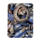 Schelp, Kaapstad, Westkaap Magneet (Verticaal)