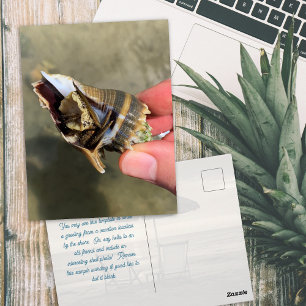 Schelp Kroon Hoornschelp Levende Zeedieren Briefkaart