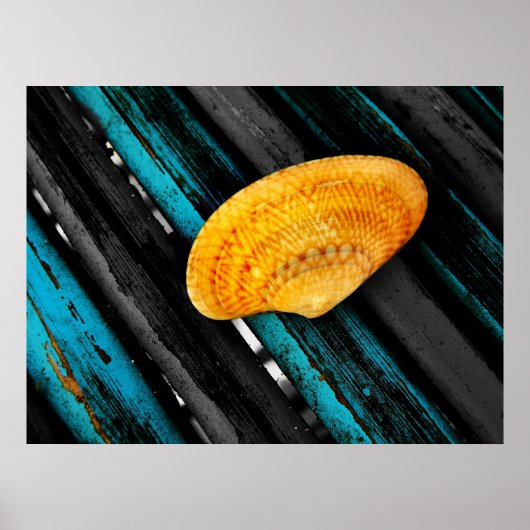 schelp poster (Voorkant)