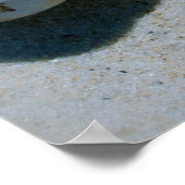 schelp poster (Hoek)