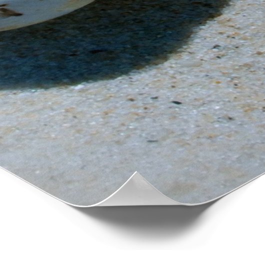 schelp poster (Hoek)