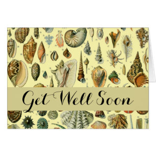 schelp schelp schelp schelp schelp elegante klassi