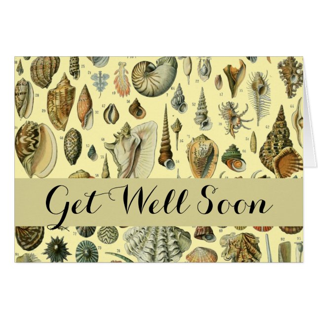 schelp schelp schelp schelp schelp elegante klassi (Voorkant Horizontaal)