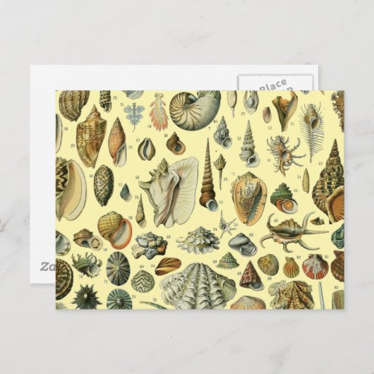 schelp schelp schelp schelp schelp elegante klassi briefkaart (Voorkant / Achterkant)