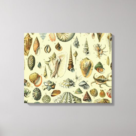 schelp schelp schelp schelp schelp elegante klassi canvas afdruk (Voorkant)