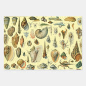 schelp schelp schelp schelp schelp elegante klassi inpakpapier vel (Voorkant)