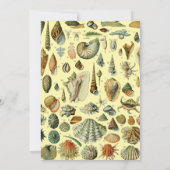 schelp schelp schelp schelp schelp elegante klassi kaart (Achterkant)