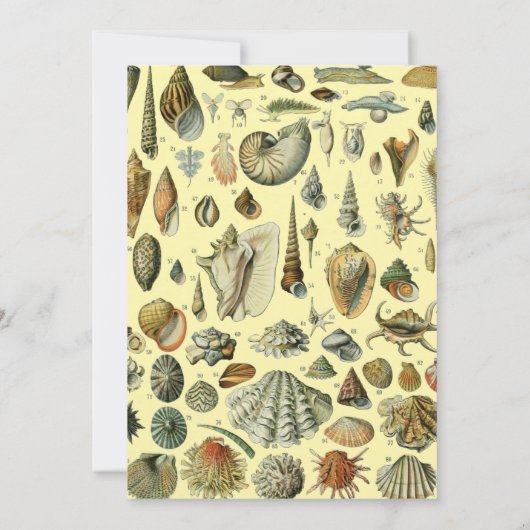 schelp schelp schelp schelp schelp elegante klassi kaart (Achterkant)