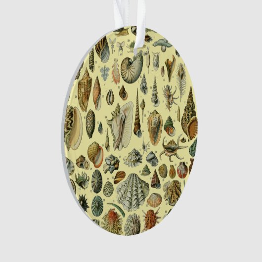 schelp schelp schelp schelp schelp elegante klassi ornament (voorkant)