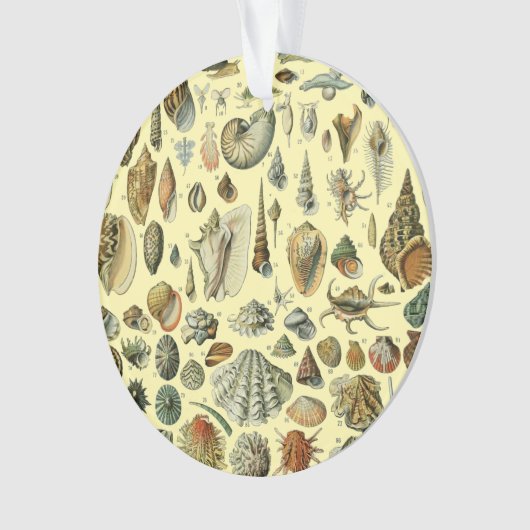 schelp schelp schelp schelp schelp elegante klassi ornament (voorkant)