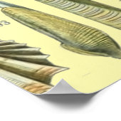 schelp schelp schelp schelp schelp elegante klassi poster (Hoek)