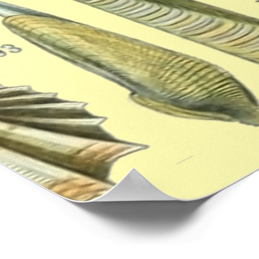 schelp schelp schelp schelp schelp elegante klassi poster (Hoek)