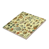 schelp schelp schelp schelp schelp elegante klassi tegeltje (Zijkant)