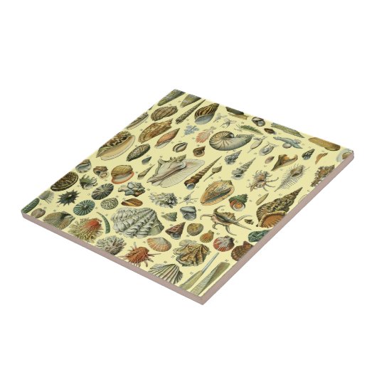 schelp schelp schelp schelp schelp elegante klassi tegeltje (Zijkant)