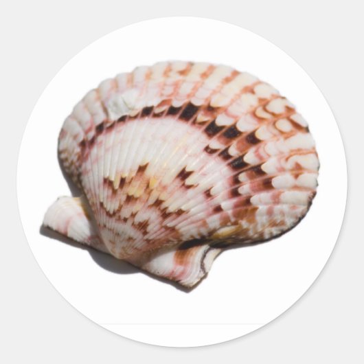 schelp-sticker ronde sticker (Voorkant)