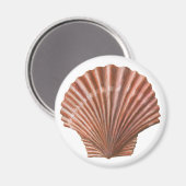 Schelp van de Sint-Jacobsschelp Magneet (Voorkant / Achterkant)