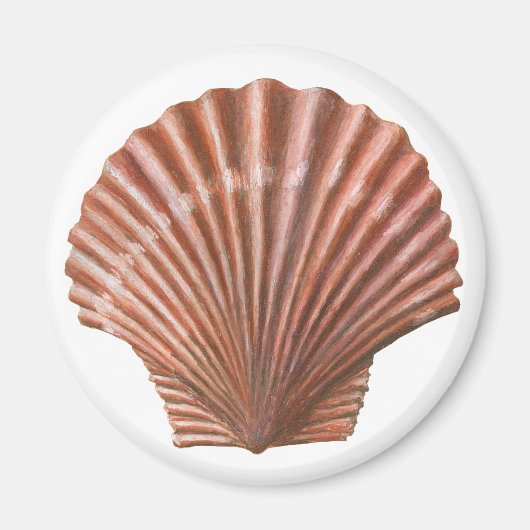 Schelp van de Sint-Jacobsschelp Magneet (Voorkant)