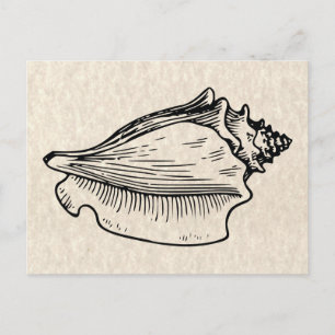 Schelp Vintage Illustratie Briefkaart