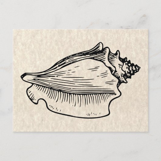 Schelp Vintage Illustratie Briefkaart (Voorkant)