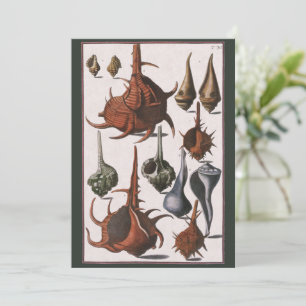 Schelp, Vintage Zeeschelpen, Oceaan Marien Leven